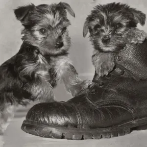 Two six week old Yorkshire terrier puppies playing in a pair of old boots May 1979 Two six week old Yorkshire terrier puppies playing in a pair of old boots May 1979