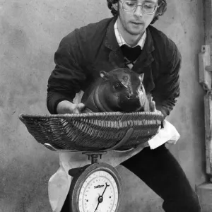 Weighing In: Hercules the pygmy hippo - tipping the scales at a trim 351b