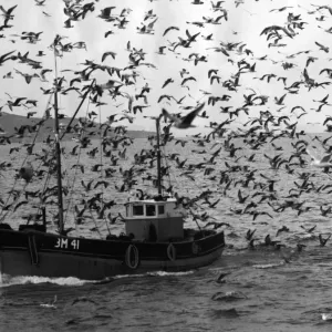 Print of Seagulls Over Brixham Fishermen Print of Seagulls Over Brixham Fishermen