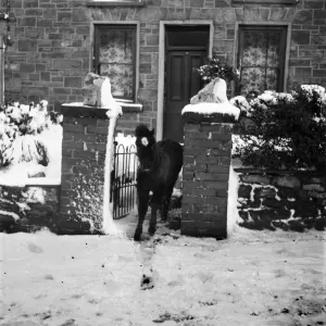 Welsh Ponies at a country cottage in winter. December 1952 C6064-005