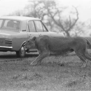 West Midland Safari and Leisure Park, located in Bewdley, Worcestershire, England West Midland Safari and Leisure Park, located in Bewdley, Worcestershire, England