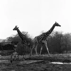West Midland Safari and Leisure Park, located in Bewdley, Worcestershire, England West Midland Safari and Leisure Park, located in Bewdley, Worcestershire, England