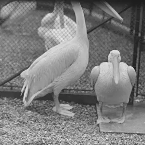 wet weather scenes at London Zoo Percy the pelican DM 15 / 3 / 1951 Staff
