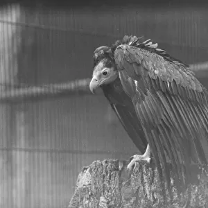 wet weather scenes at London Zoo Vulture DM 15 / 3 / 1951 Staff Photo F W