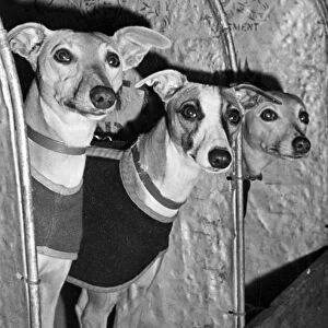 The Whippets looked worried as they awaited their turn to be Judged at Olymoia London in