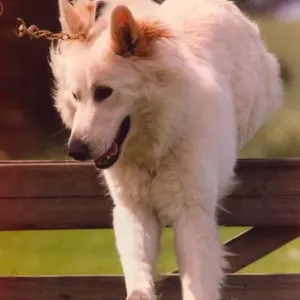 A white alsatian police dog enjoys exercise of jumping fences