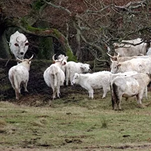 White Chillingham Cattle
