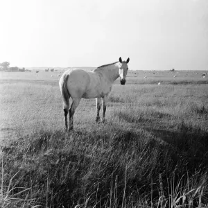 A white horse on Romney Marshes, Kent. 2nd August 1954 A white horse on Romney Marshes, Kent. 2nd August 1954