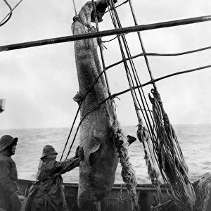 White Sea trawling on the SS Kastonia. Haisting up a ground shark that was brought