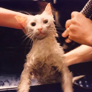 A white tom cat called Sidney being dried after having his fur washed A white tom cat called Sidney being dried after having his fur washed