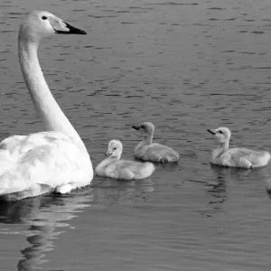 This Whooper swan and her cygnets Print This Whooper swan and her cygnets Print
