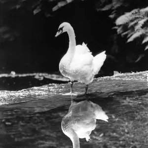 Ouseburn Swan Reflection Print 00047 Ouseburn Swan Reflection Print 00047