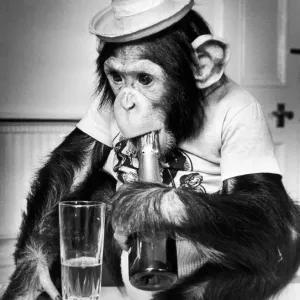 Whos a tee-totaller? Not me! Flynn the Chimpanzee lives at Twycross Zoo