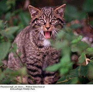 Wildcat kitten born at Kirkcudbright Wildlife park showing tongue Mr Hiss