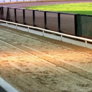 Wilma the greyhound wins at Poole 1998 Wilma who ran away from racetrack crosses Wilma the greyhound wins at Poole 1998 Wilma who ran away from racetrack crosses