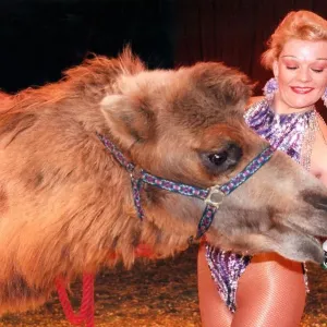 Winston the camel, on his fifth birthday, from the Russian State Circus with trapeze Winston the camel, on his fifth birthday, from the Russian State Circus with trapeze