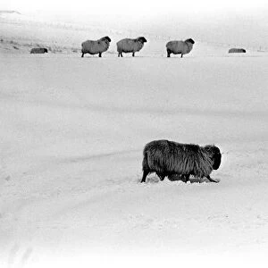 Winter Weather - Snow Scenes 15 February 1986 - Rural scene in Northumberland