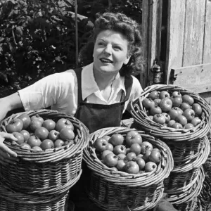 A woman on Austerity holiday give a hand in collecting the first tomato crop at North