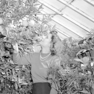 Une femme cueillant des fruits dans Greenhouse Circa 1939.