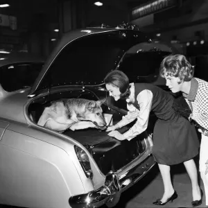 La femme mettant son chien de compagnie dans la banquette arrière d'une Bentley à l'exposition automobile d'Earls Court.