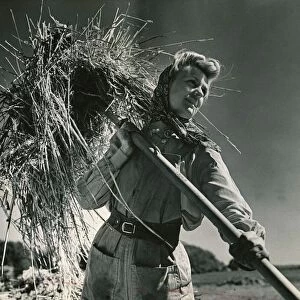 Woman working in the field, harvesting the crops wearing a headscarf
