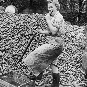 A woman working at Wisbech Smedleys cannery takes a bite out of one of the ten tons of