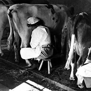 Womans Land Army Land Girls milking cows in Hertfordshire. circa 1945