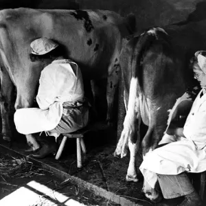 Womans Land Army Land Girls milking in Hertfordshire. c1945 Womans Land Army Land Girls milking in Hertfordshire. c1945