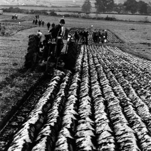 Women in Ploughing Championships, Alderbury 1968 Print Women in Ploughing Championships, Alderbury 1968 Print