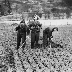 Women of the Forestry Commission section of the Women