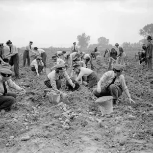 Women Gathering Potatoes in Field - 1941 Women doing mens jobs during the war Women Gathering Potatoes in Field - 1941 Women doing mens jobs during the war