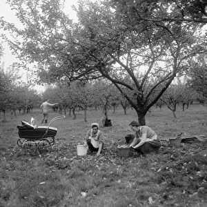 Two women watched by a baby collect apples for the Bulmers Cider Mill near Hereford