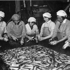 Women at Smedleys Canning Factory Print, 1st June 1933 Women at Smedleys Canning Factory Print, 1st June 1933