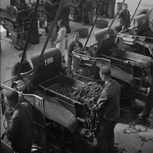 Tobacco Leaf Processing at Players Factory, Nottingham Print Tobacco Leaf Processing at Players Factory, Nottingham Print