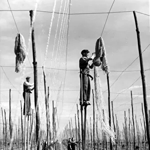 Workers on stilts getting ready for the hops. Stringers nearly finished their tasks