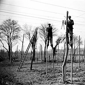 Workers on stilts stringing hop poles in Sussex. Circa 1935