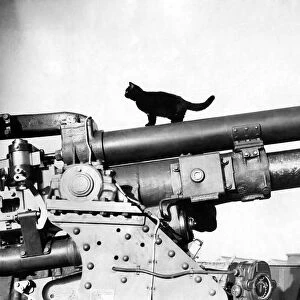 World War II: Mascots The black cat mascot of a anti-aircraft battery somewhere in