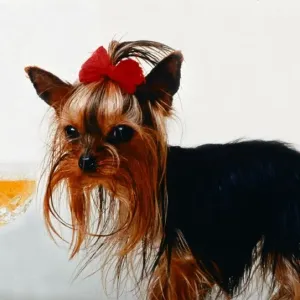 The worlds smallest dog Thumelina the Yorkshire Terrier wearing a red ribbon