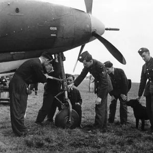 WW2 The Bell Airacobra 1941 RAF examine the wheel of tricycle