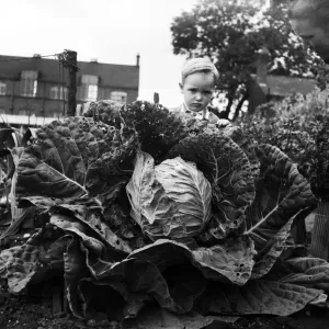 Three Year Old Peeks at Giant Cabbage Print 1953
