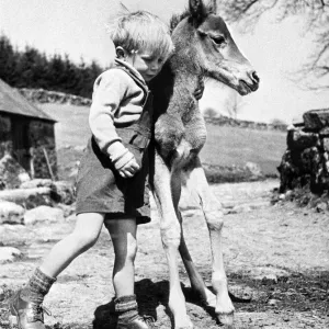 Four Year Old Jeremy Wilkinson with Tiptoes, 27th April 1951 Print