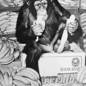 Yes we have some bananas Print, Shenstone, 1976 Yes we have some bananas Print, Shenstone, 1976