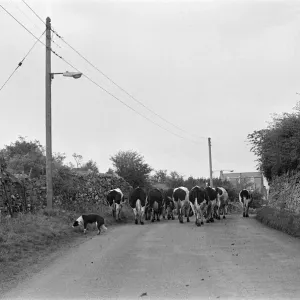 Yorkshire Dales, North Yorkshire. Sunday 24th October 1982 Yorkshire Dales, North Yorkshire. Sunday 24th October 1982