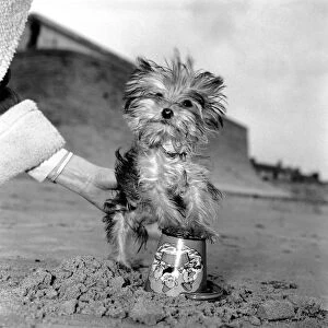 Yorkshire Terrier Dog on beach. April 1961 P2130-009