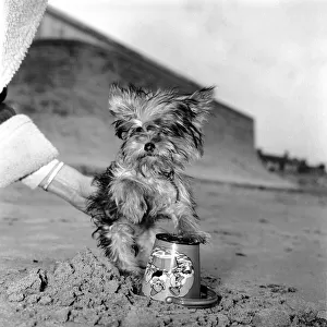 Yorkshire Terrier Dog on beach. April 1961 P2130