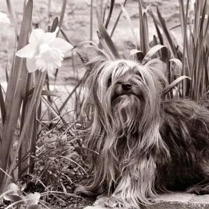 Yorkshire terrier dog sitting in a bed of daffodils Small dogs lap dog little cute Yorkshire terrier dog sitting in a bed of daffodils Small dogs lap dog little cute