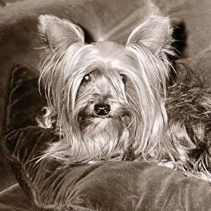 Yorkshire terrier dog sitting in chair Lap dog small little tiny dogs 1960s