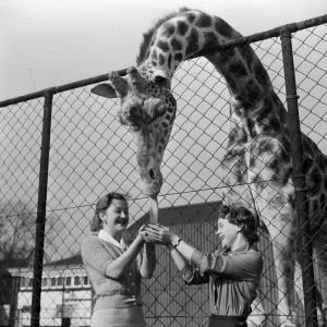 Youki, tame giraffe at Belle Vue Zoo, gives a motherly lick to two new arrivals Youki, tame giraffe at Belle Vue Zoo, gives a motherly lick to two new arrivals