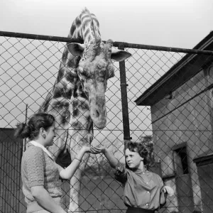 Youki, tame giraffe at Belle Vue Zoo, gives a motherly lick to two new arrivals Youki, tame giraffe at Belle Vue Zoo, gives a motherly lick to two new arrivals