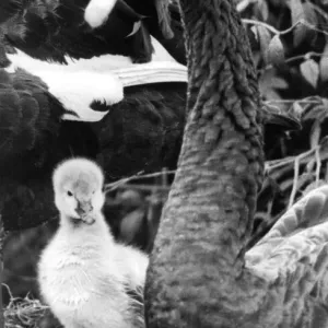 Australian Black Swan Cygnet Print Australian Black Swan Cygnet Print